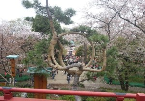 View of Ueno Park from the local Temple at the centre of the park.